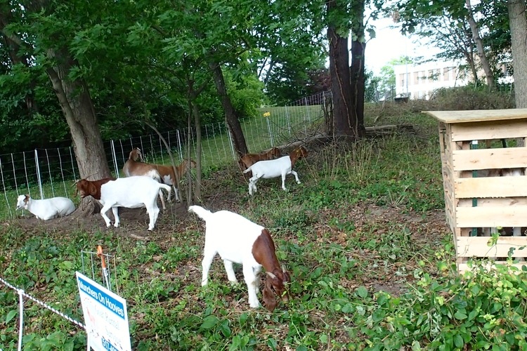 Goats eating weeds on day three. 