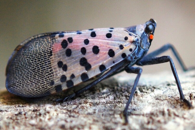 Spotted lanternfly adult. 