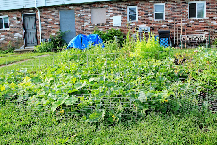 Lush green vegetables in James Pitts' garden.