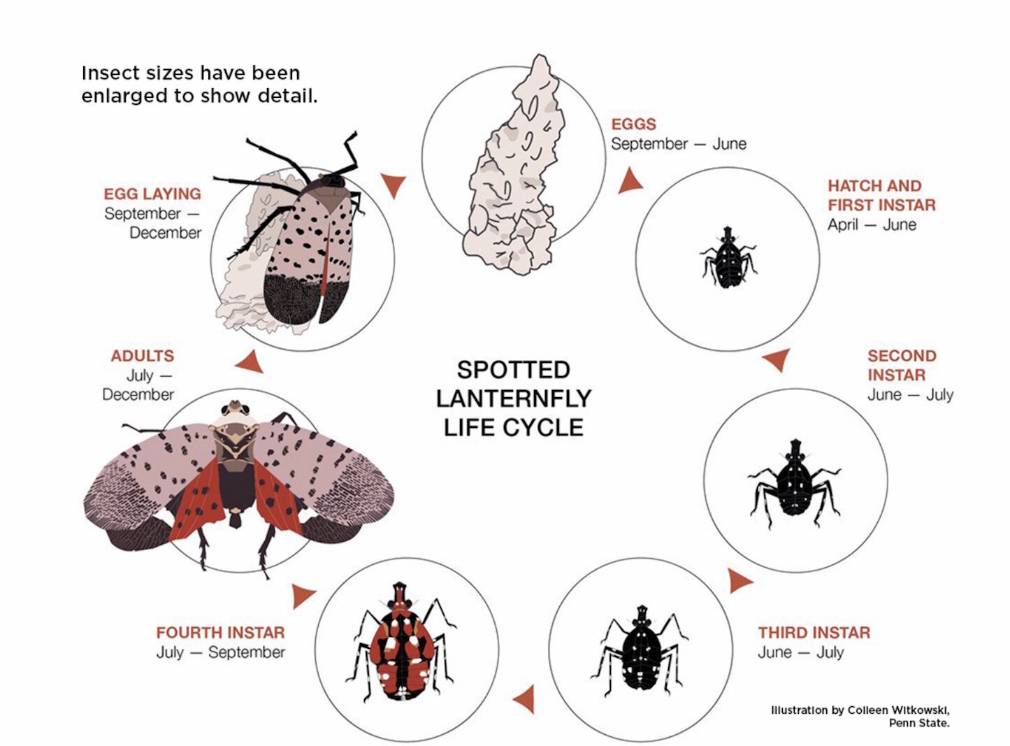 The lifecycle of the Lanternfly