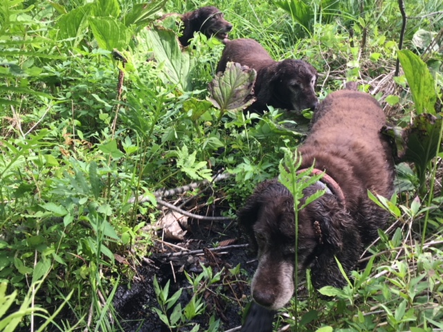 Boykin Spaniels can find many turtles that people cannot.