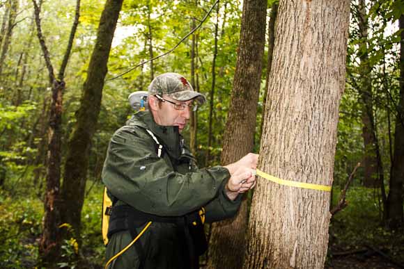 Vic Bogosian, natural resources manager measures tree