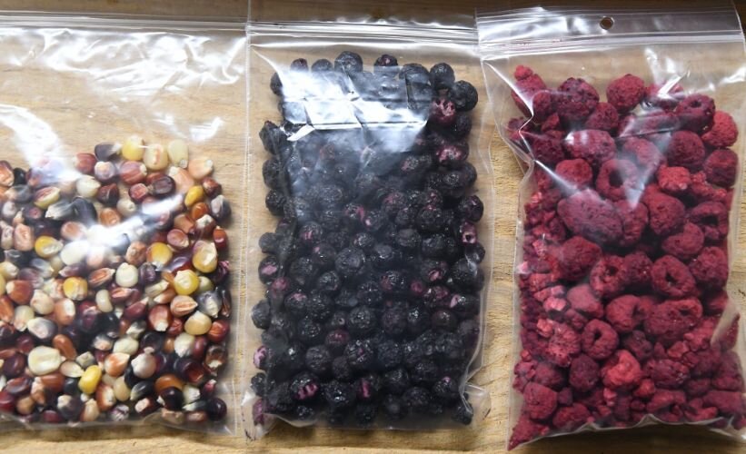 Examples of traditional foods, including cultivated Indian Corn and dehydrated examples of foraged blueberries and raspberries.