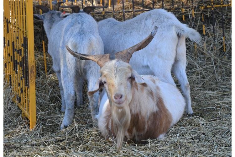 Fluffy Butt Farms raises goats, some of which participate in Goats on the Go (https://www.goatsonthego.com/).
