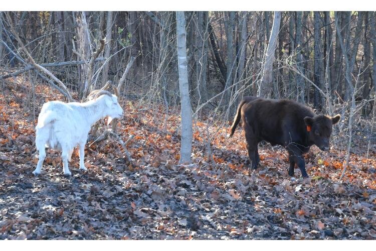 A goat and a calf roam around at Fluffy Butt Farms.