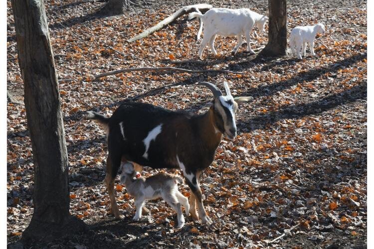 Goats at Fluffy Butt Farms