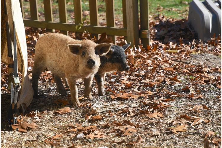 Pigs roam the grounds at Fluffy Butt Farms.