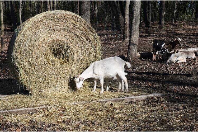 oats and other animals at Fluffy Butt Farms eat hay.