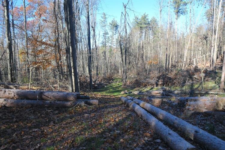 Some of the trees being cleared at Fluffy Butt Farms.
