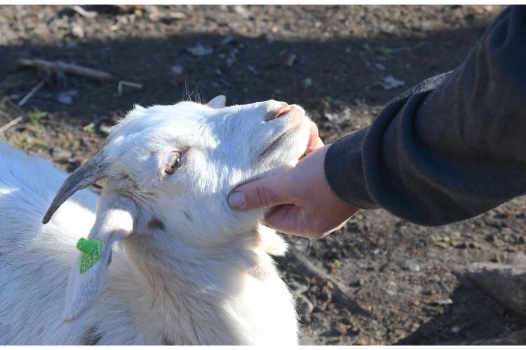 Chris Wolters strokes the chin of a goat at Fluffy Butt Farms.