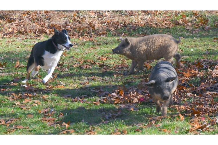 Riley herds young pigs at Fluffy Butt Farms