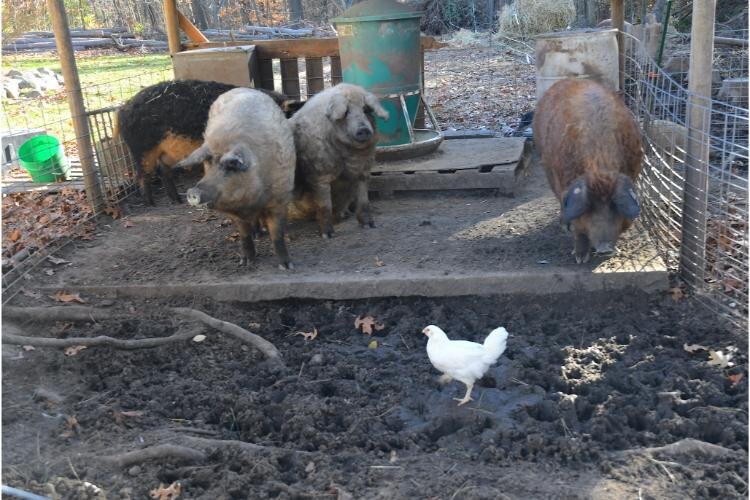 Pigs and chickens roam freely at Fluffy Butt Farms.