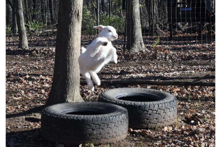 A very young goat leaps about at Fluffy Butt Farms.