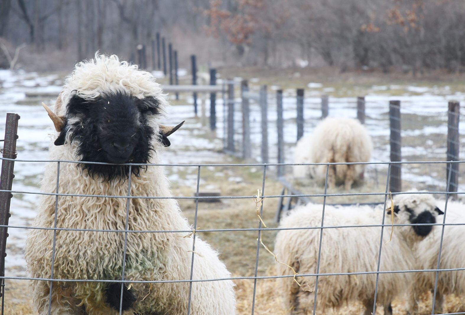 Rambo, a Valais Blacknose sheep, and some of the other sheep are seen on Zebolsky’s farm near Marshall.