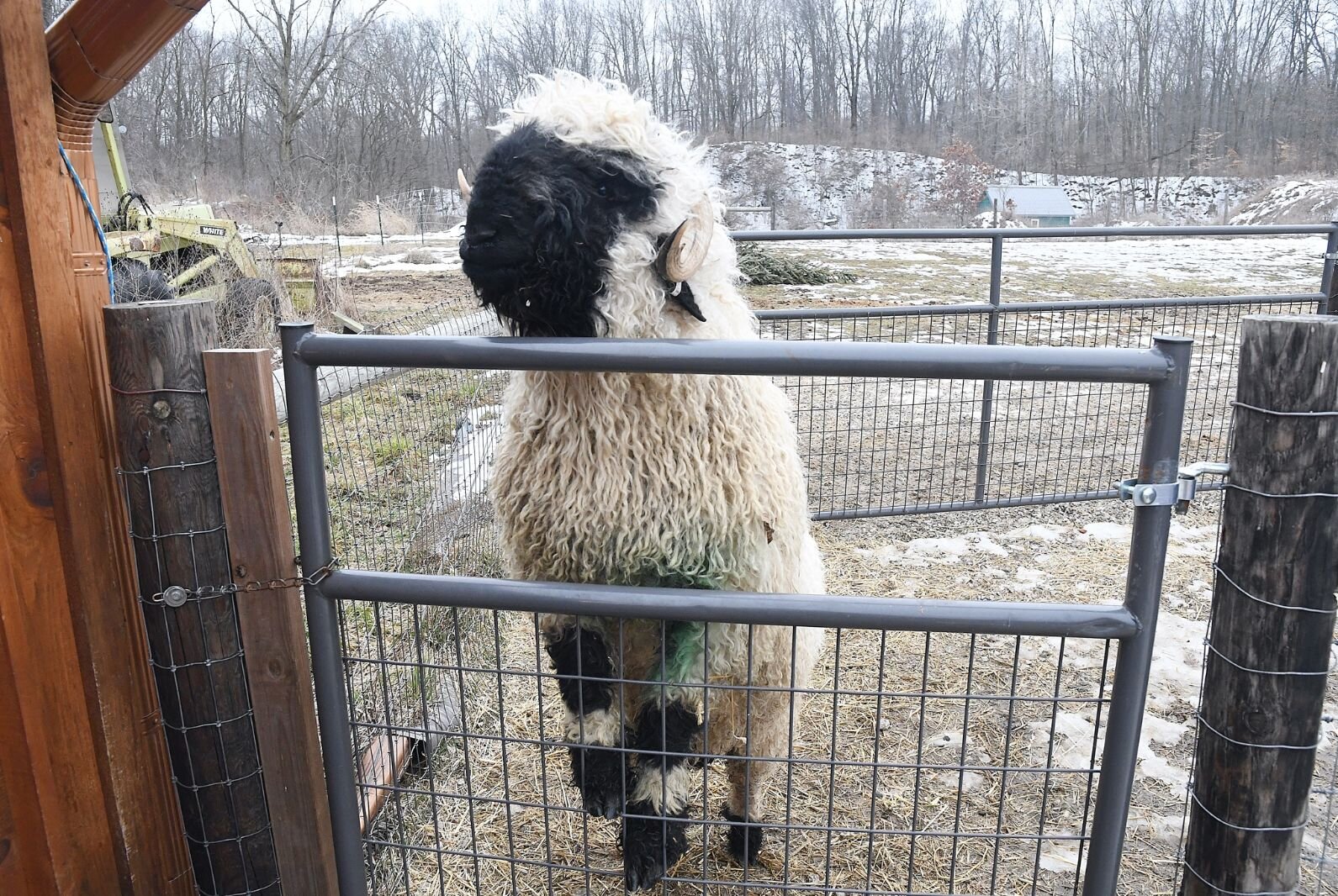 Rambo, a Valais Blacknose sheep, stares out of a pen on the Zebolsky’s farm.