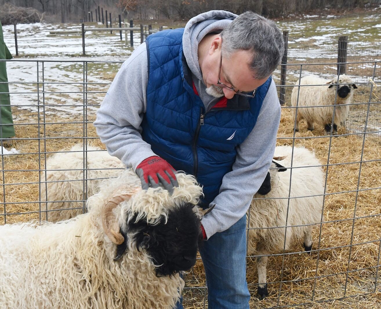 Mike Zebolsky with some of their Valais Blacknose sheep.