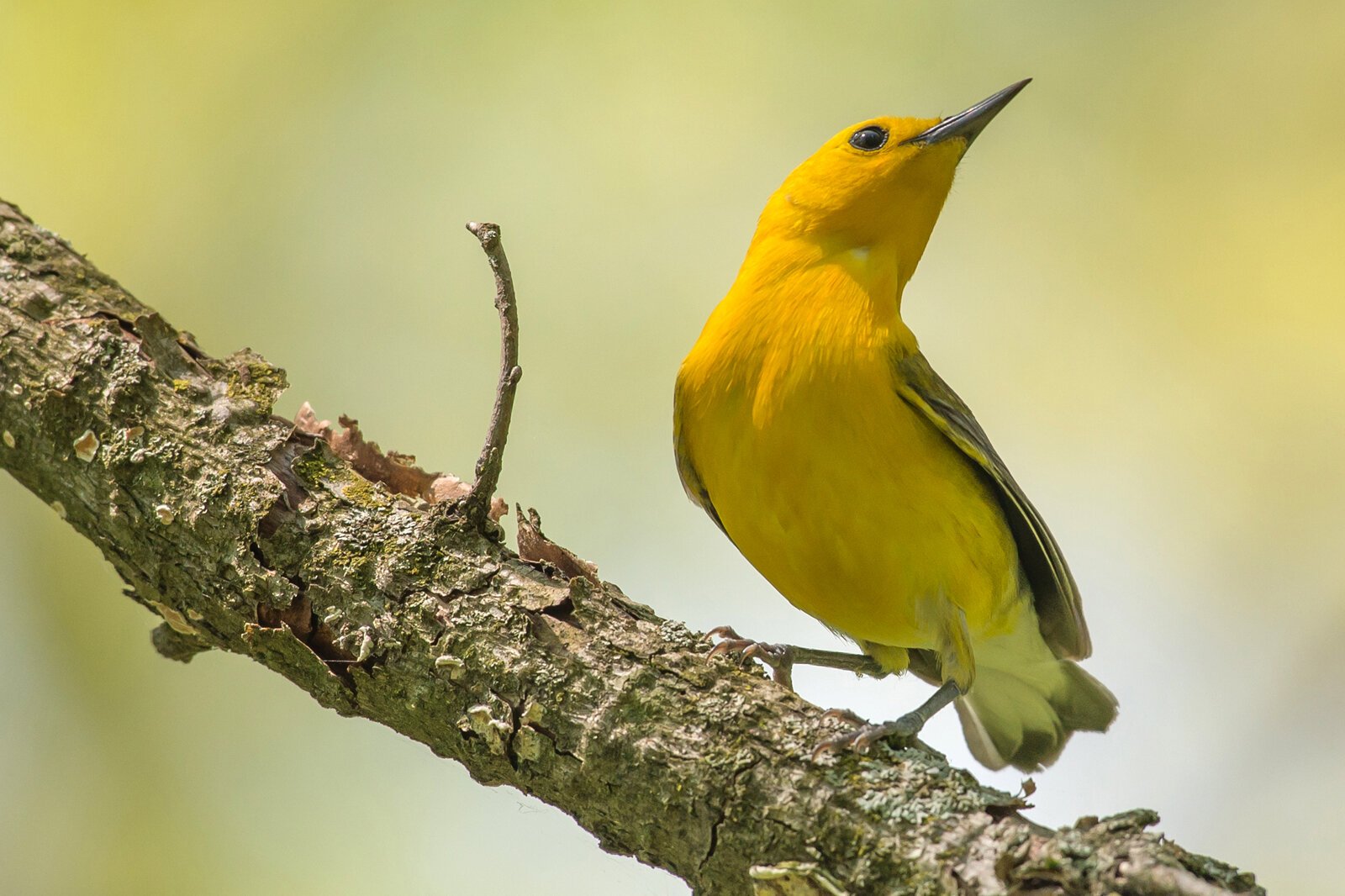 More than 60 bird species from the tiny prothonotary warbler, seen here, to nearby bald eagles nests have been identified at the Armintrout-Milbocker Nature Preserve, the latest piece of land preserved by the Southwest Michigan Land Conservancy.