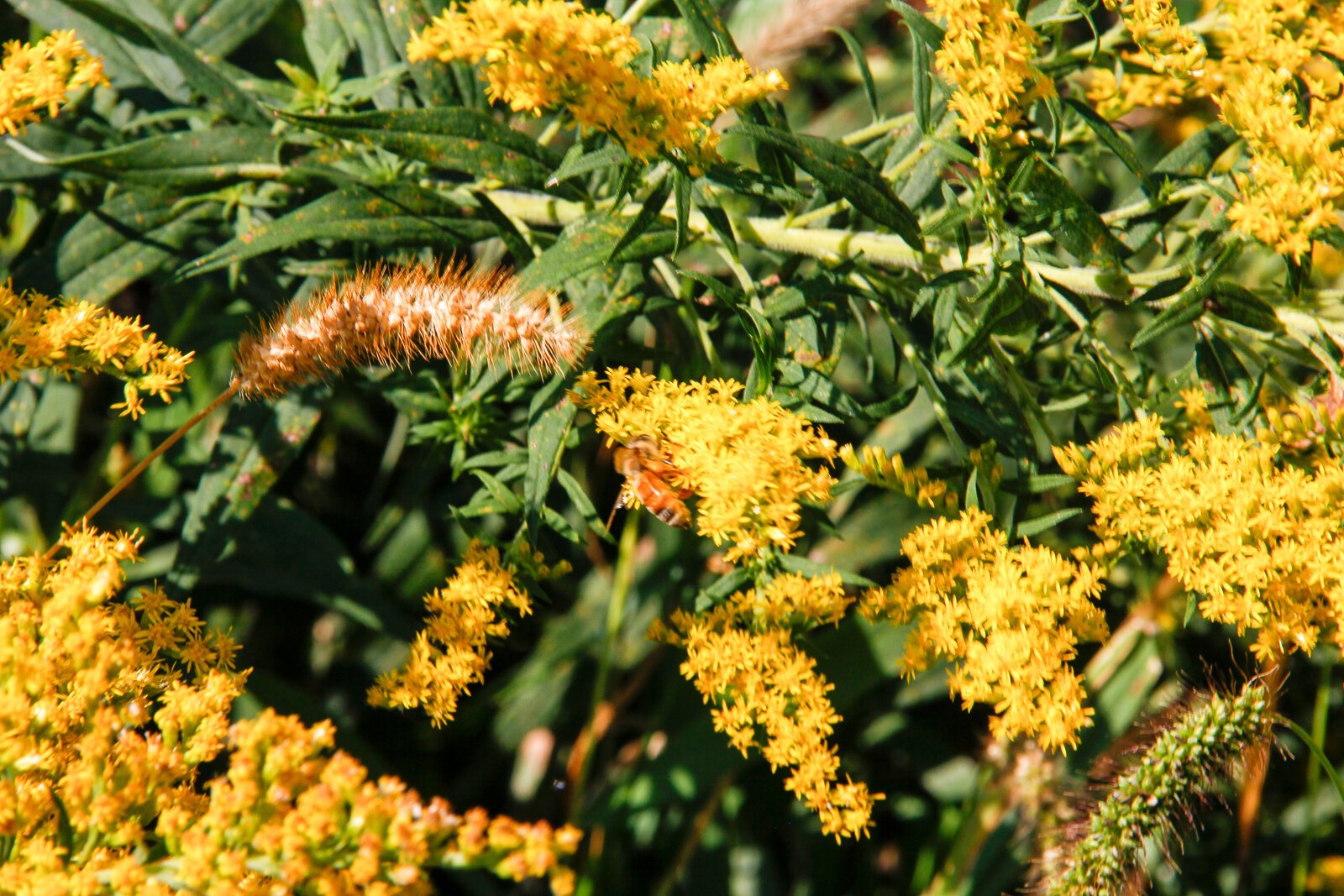 The flora at Gull Prairie Preserve in Richland.