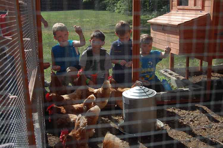 Chickens are the favorite part of the program for these scouts.
