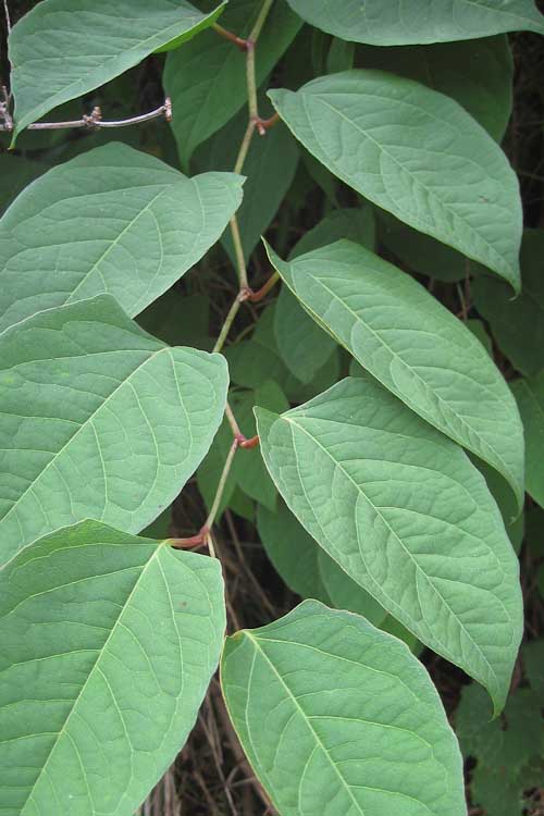 Knotweed leaf appearance