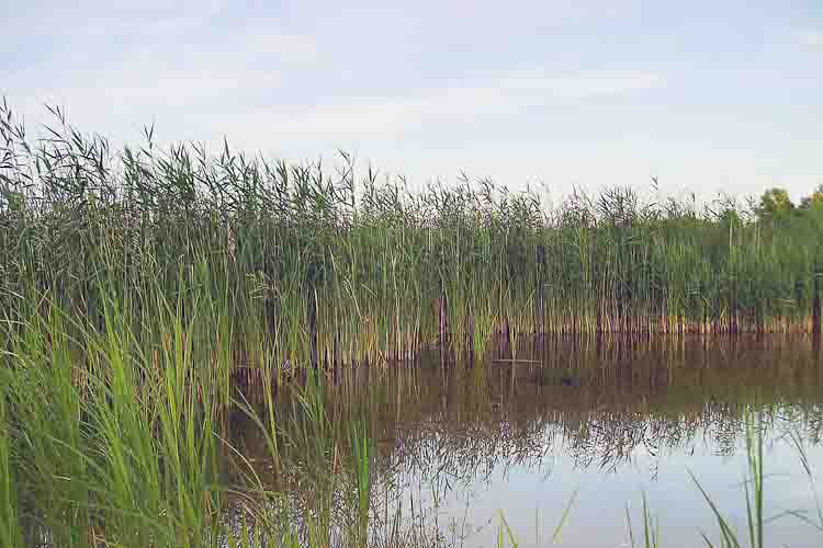 An example of "common reed" or Phragmites