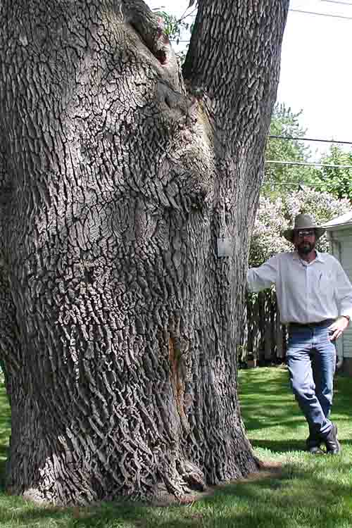 Roberts investigating a large ash tree in Berkeley, Mich., 2002, just after his discovery of the emerald ash borer. 
