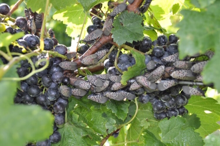 Adult spotted lanternflies collect on a grape vine.