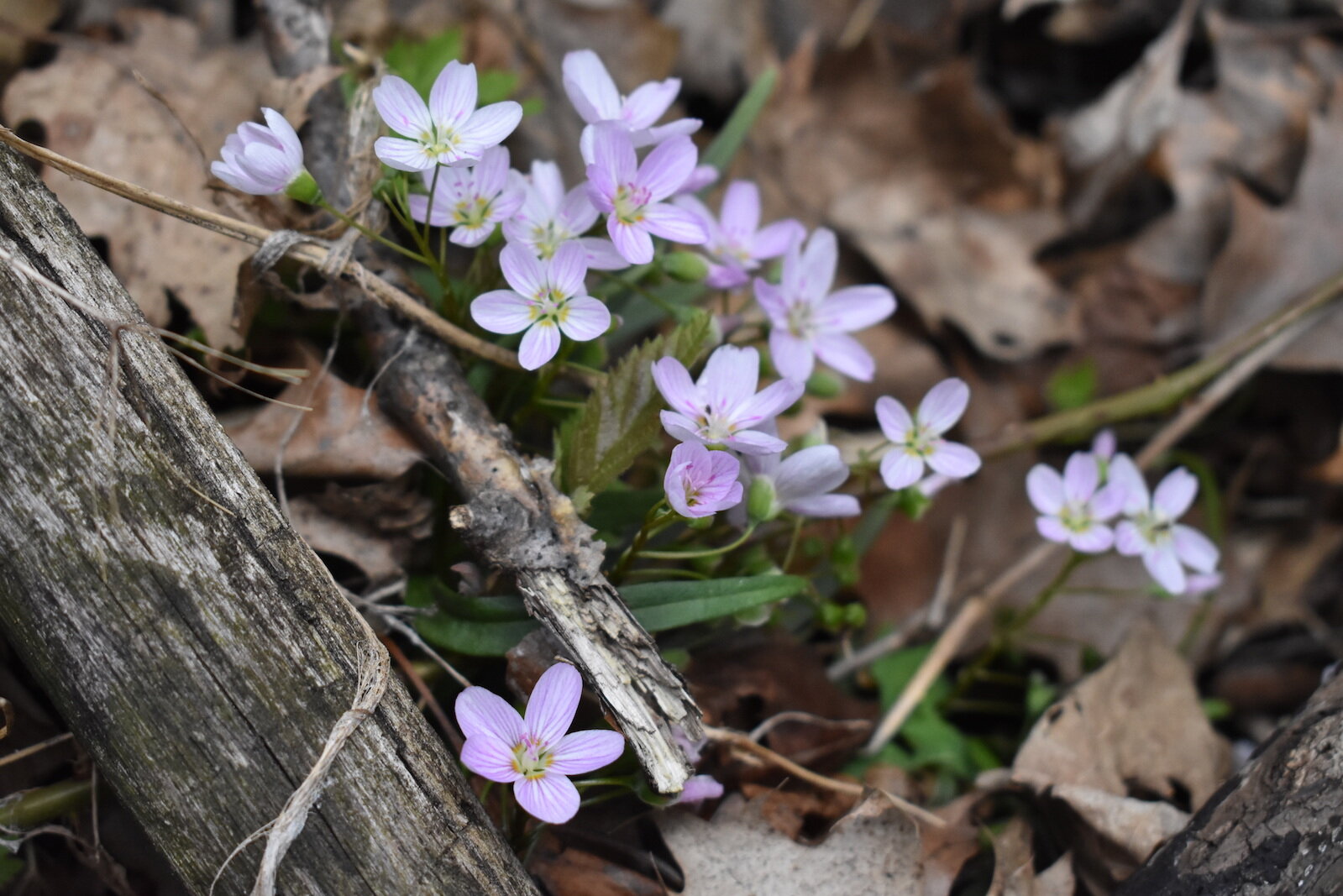 Spring Beauties at Porter Legacy Dunes. Photo by Amelia Hansen