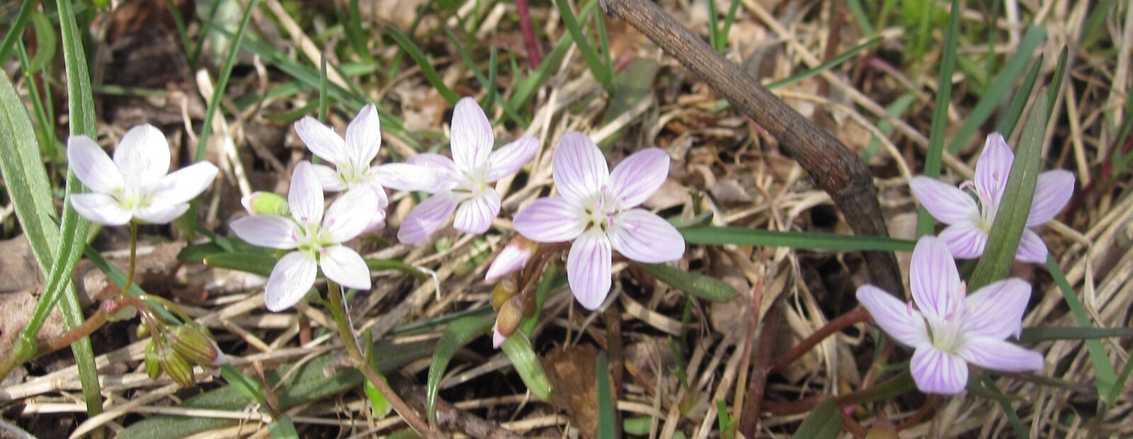 Virginia Spring Beauties