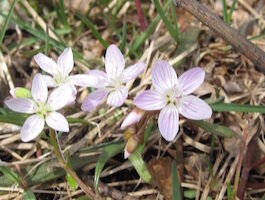 Virginia Spring Beauties at Sora Meadows Preserv