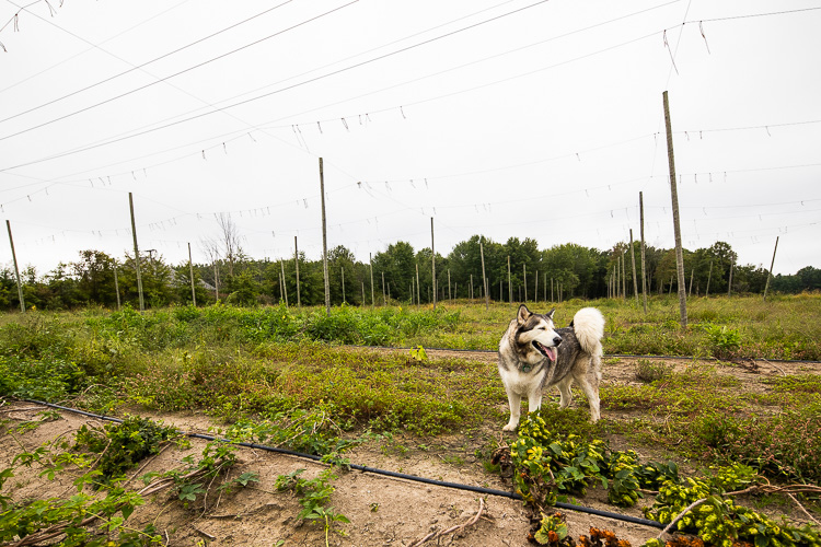 Balto enjoys spending time in the hop fields.