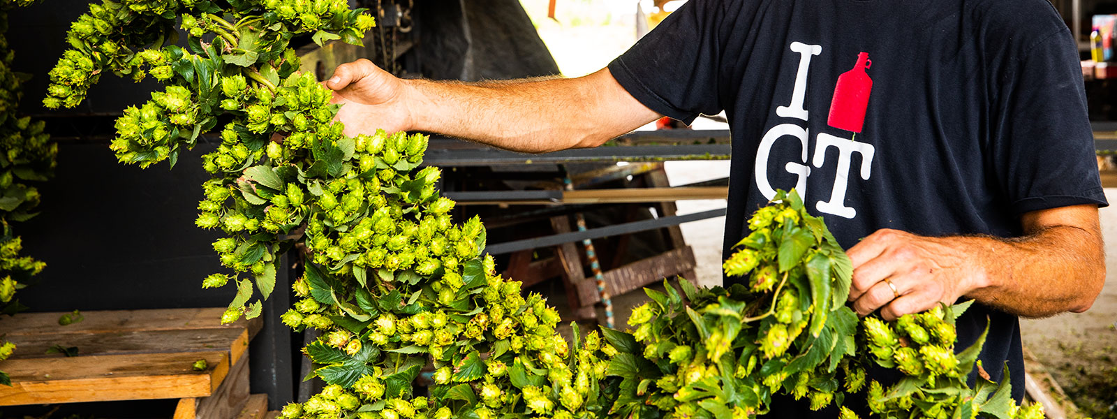 Hops farms are growing across the country.