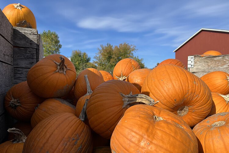 Located at located at 5697 Road, McCallum's Orchard & Cider Mill is in Jeddo, Michigan.