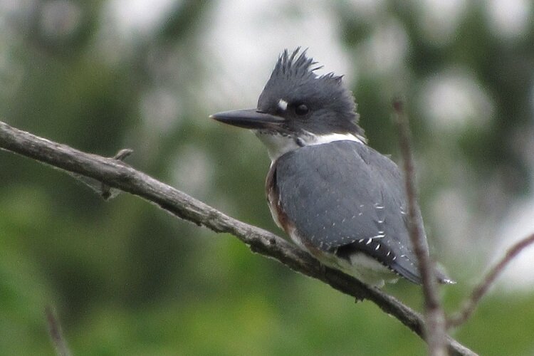 A Belted Kingfisher perches on a tree branch..