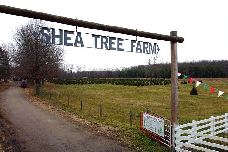 A sign welcome customers to Shea Tree Farm. 