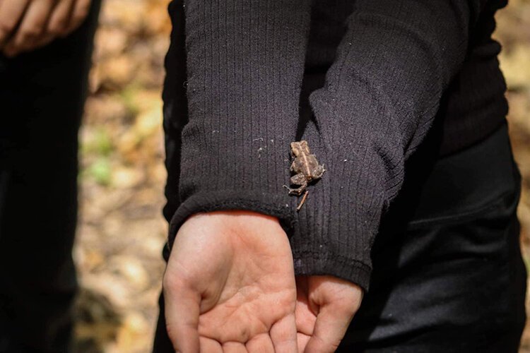 A toad crawls up a student's arm.