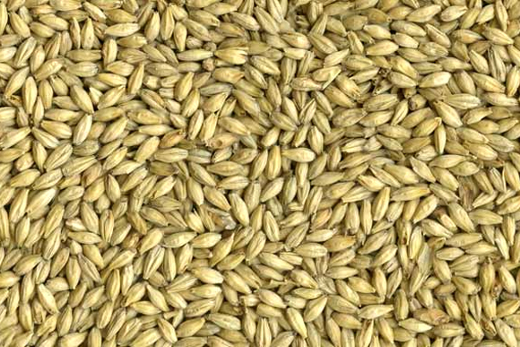 Barley is being considered for a future U.P. cash crop. 