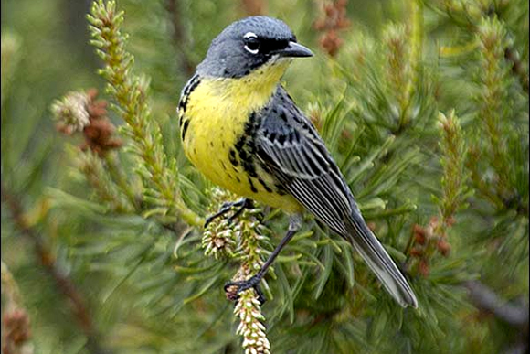 A Kirtland's Warbler, which can be found in the U.P. 