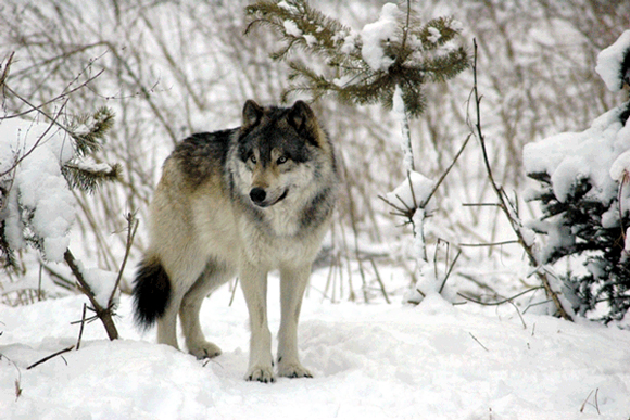 A wolf wanders through a snowy forest. 
