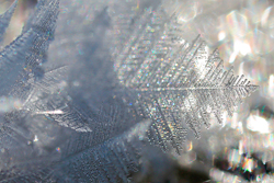 below zero temps can create beauty, like this 'frost feather'