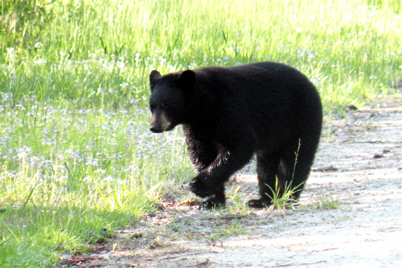One of the U.P.'s natural inhabitants -- the black bear. 