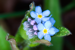 Forget Me nots