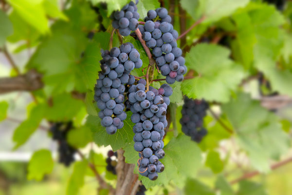 ripening grapes at Northern Sun Winery