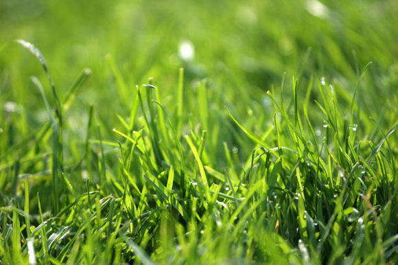Green lawns speak of lush summers.