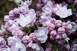 Mackinac Island is famous for its lilacs.