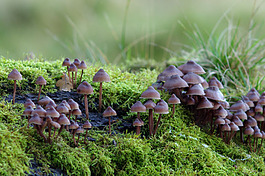 Wild mushrooms can be tasty or harmful.
