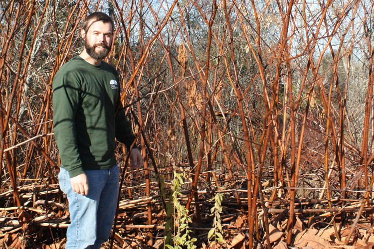 Three Shores CISMA coordinator stands near an invasion of Japanese knotweed in Sault Ste. Marie.