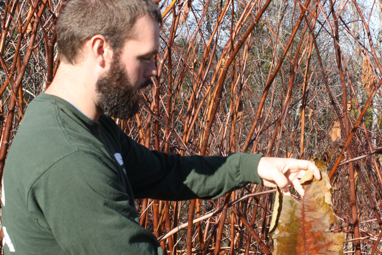 Three Shores CISMA coordinator stands near an invasion of Japanese knotweed in Sault Ste. Marie.