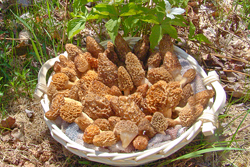it is morel season in the UP