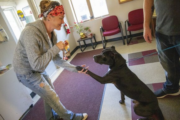 Animal shelter seeing record number of adoptions